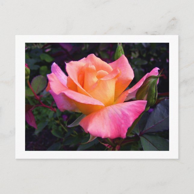 Pink Peach and Yellow Rose postcard (Front)