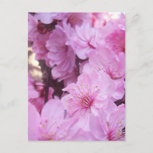 Pink Peach Blossoms Postcard
