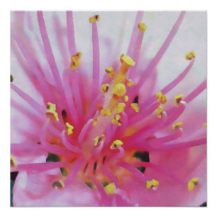 Pink Peach Pollen Macro Abstract Art Poster