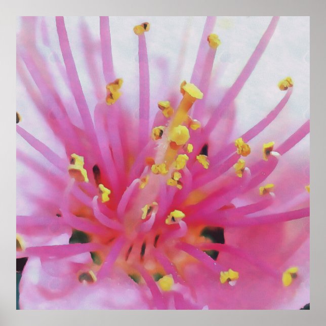 Pink Peach Pollen Macro Abstract Art Poster (Front)