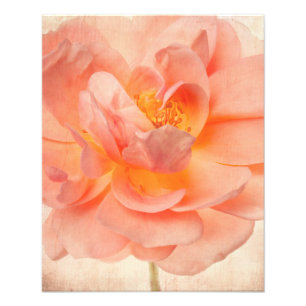 Pink Peach Rose Flower Floral Roses Flowers Stem Photo Print