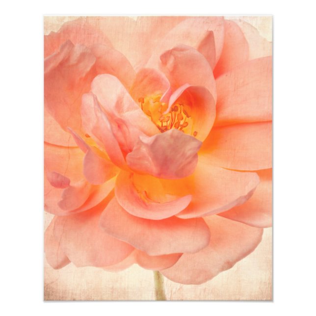 Pink Peach Rose Flower Floral Roses Flowers Stem Photo Print (Front)