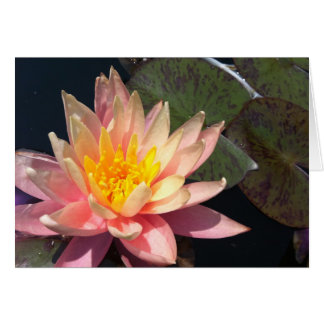 Pink & Peach Water Lily