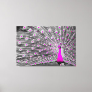 Pink Peacock Wrapped Canvas