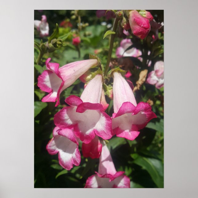 Pink Penstemon Floral Flower Garden Poster (Front)