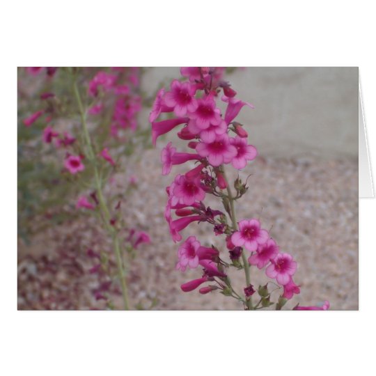 Pink Penstemons Card