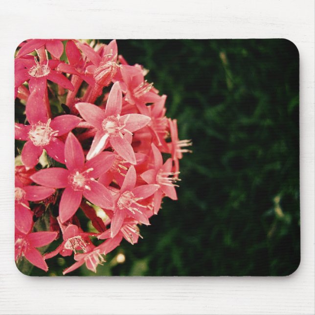 Pink pentas mouse mat (Front)