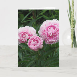 Pink Peonies, Birthday Card