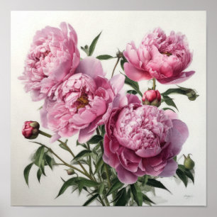 Pink Peonies Flower Art Print Poster