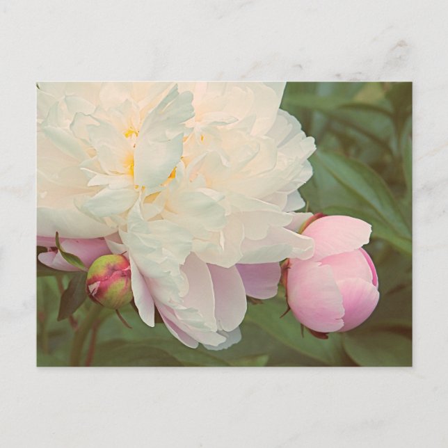 Pink Peonies Peony Flower Postcard (Front)