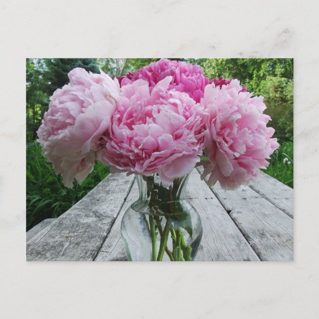 Pink Peonies / Peony Flowers Arrangement in Vase Postcard (Front)
