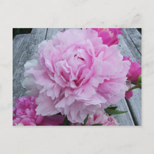 Pink Peonies / Peony Postcard