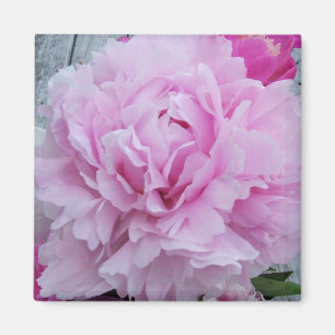Pink Peonies / Peony Square Magnet