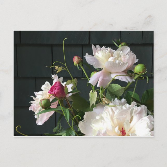 Pink Peonies Postcard (Front)