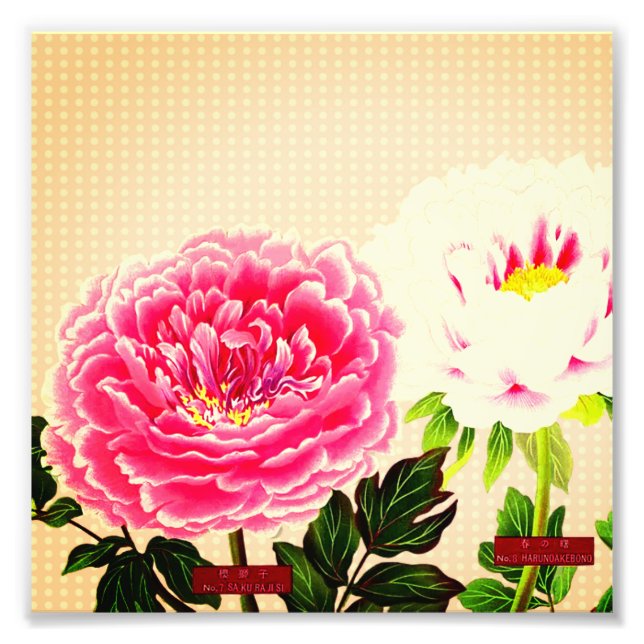 Pink peonies, vintage flower  photo print (Front)