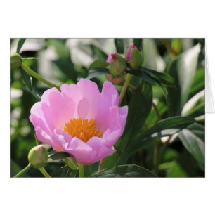 Pink Peony and buds