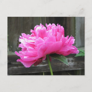 Pink Peony Bloom Postcard