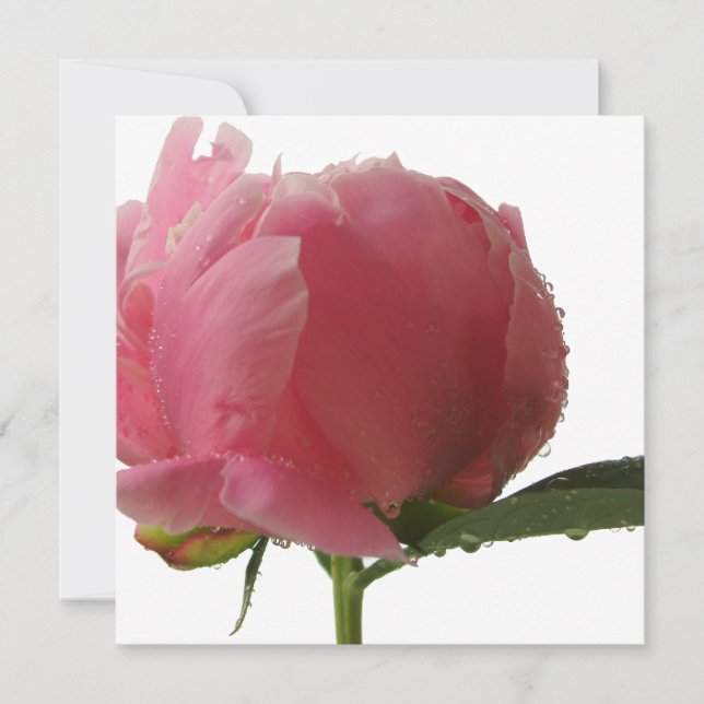 Pink Peony Blossom (Front)
