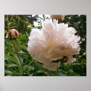 Pink Peony Blossom. Poster