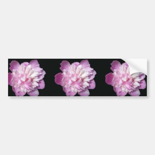Pink Peony Bumper Sticker