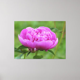 Pink Peony Canvas Print