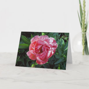 Pink Peony Card