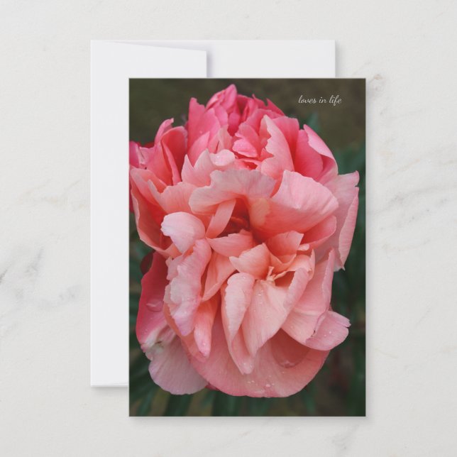 Pink Peony Card (Front)