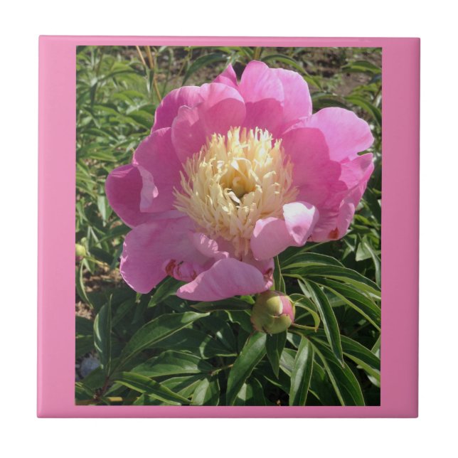 Pink Peony Ceramic Tile (Front)
