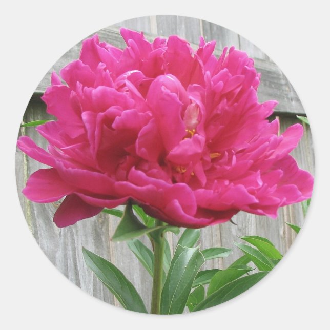 Pink Peony Classic Round Sticker (Front)