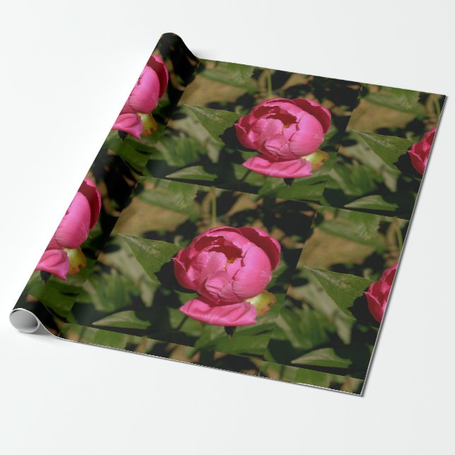 Pink Peony Floral Wrapping Paper (Unrolled)