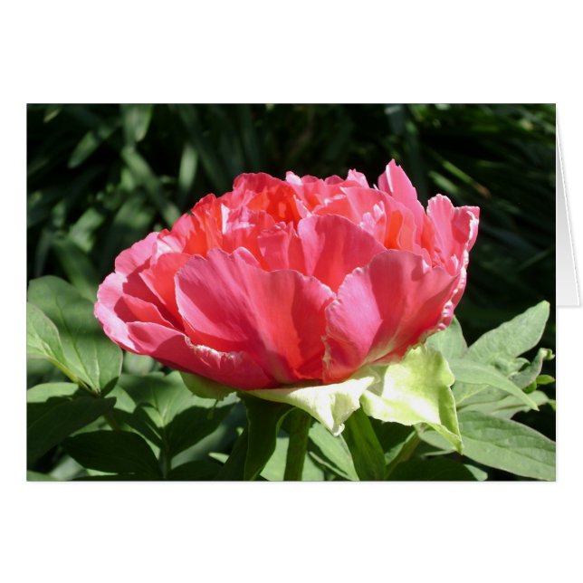 Pink Peony Flower (Front Horizontal)