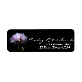 Pink Peony Flower Black Background