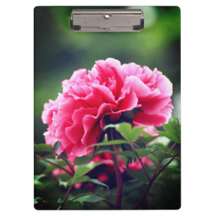 Pink Peony Flower in the Garden-33333 Clipboard