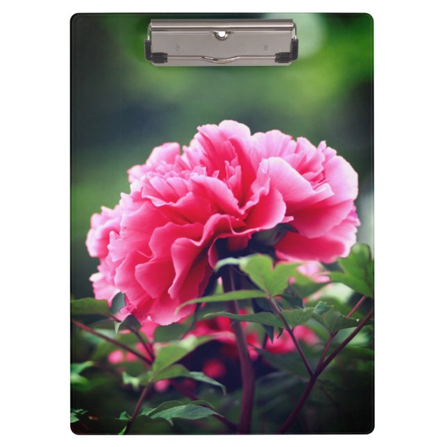 Pink Peony Flower in the Garden-33333 Clipboard (Front)
