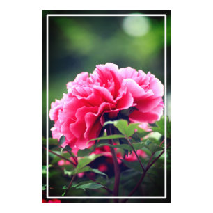 Pink Peony Flower in the Garden-33333 Photo Print