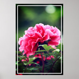 Pink Peony Flower in the Garden-33333 Poster