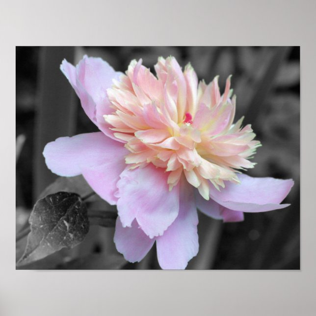 Pink Peony Flower Partial Color Poster (Front)