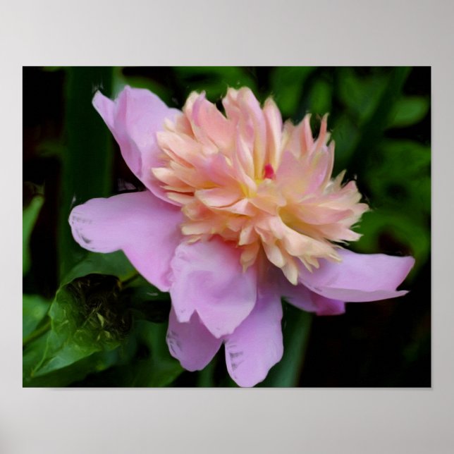 Pink Peony Flower Photo Oil Painting  Poster (Front)