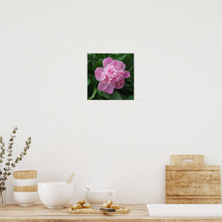 Pink Peony Flower Photography Poster Art