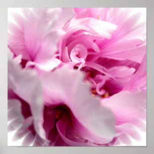 Pink Peony Flower Print