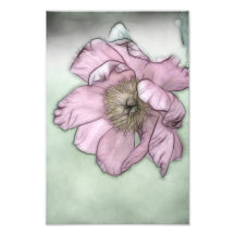 Pink Peony Flower Sketch