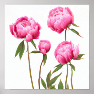 Pink Peony Flowers Art Print Poster