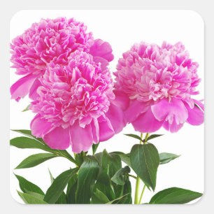 Pink Peony Flowers Bouquet Stickers