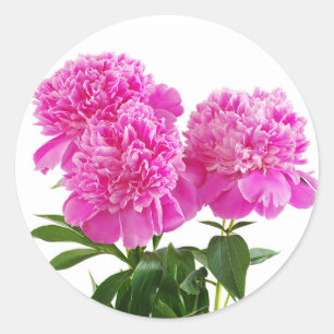 Pink Peony Flowers Bouquet Stickers