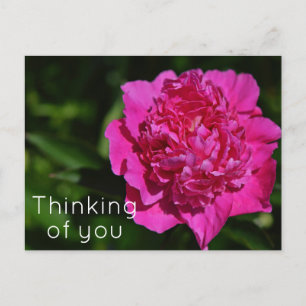 Pink Peony Garden Flower Thinking of you Postcard