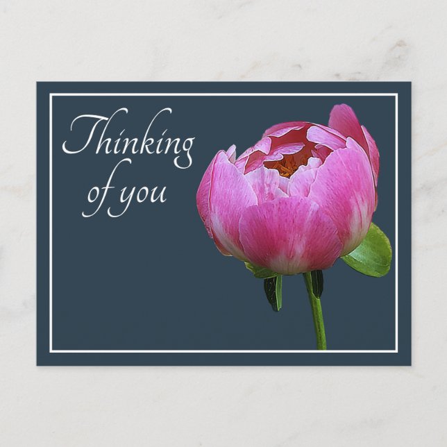 Pink Peony Grey Colour Background Thinking Of You Postcard (Front)