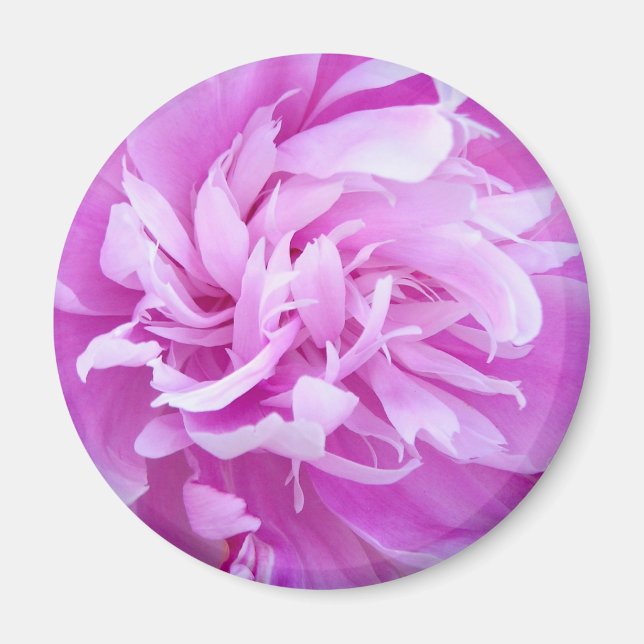 Pink Peony - Magnet (Front)