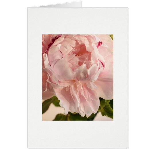 Pink Peony (Paeonia) Card