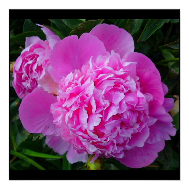 Pink Peony Perfect Poster (Front)
