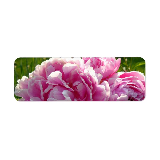 Pink Peony photo cottage farmhouse floral garden (Front)